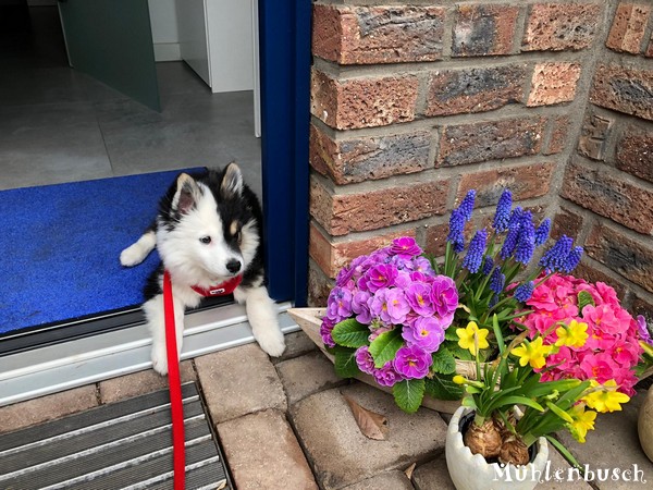 Kimba bleibt lieber Zuhause