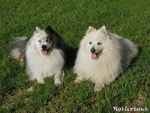 Samu und Anton sind nicht nur Brüder, sondern zwei richtig gute Freunde