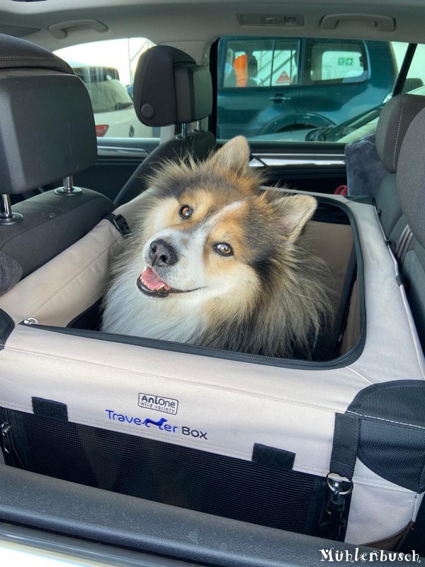 Woody liebt Ausflüge mit dem Auto