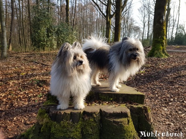 Zara und Iggy lieben die Frühlings-Waldspaziergänge