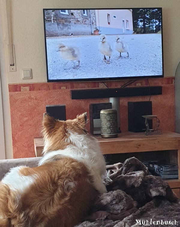 Samu liebt tierisches TV