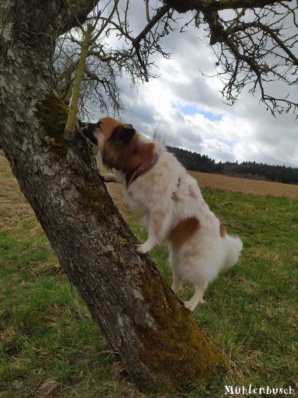 Leckerchen im Baum