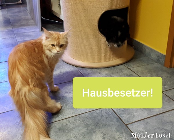 Karlsson, der Hausbesetzer