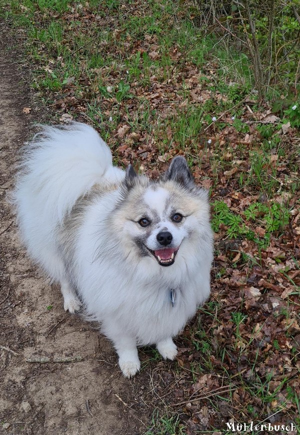 Gonzo liebt die Spaziergänge und das anschließende Kuscheln