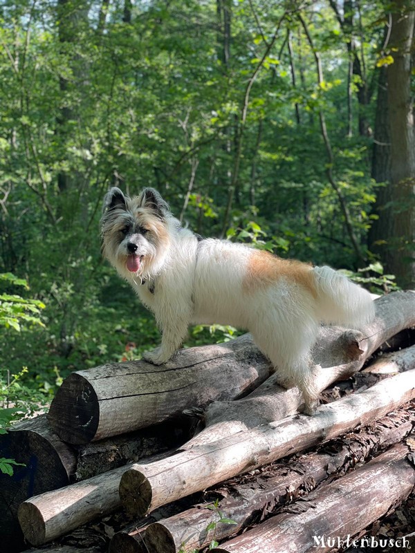 Nala (Heidi vom Mühlenbusch) ist Zuchthündin bei den Zottelpfoten