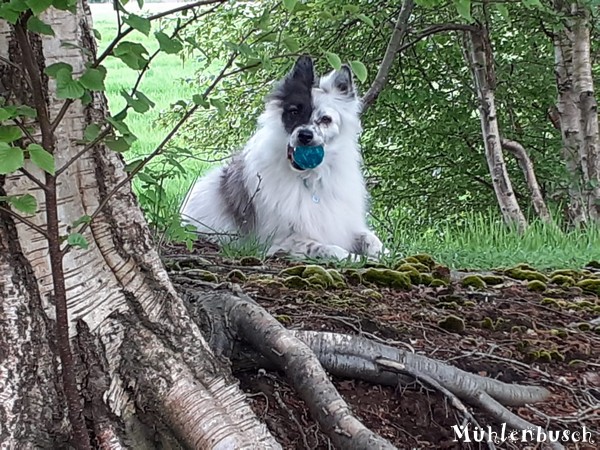 Milou liebt seinen Ball