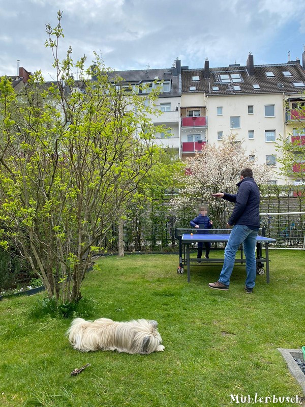 Phino entspannt während der Tischtennis Partie