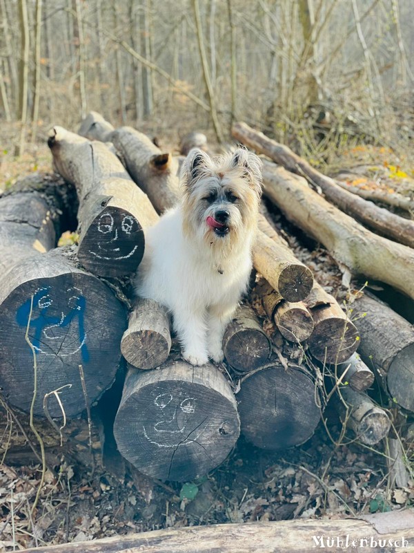 Nala grüßt aus dem Wald