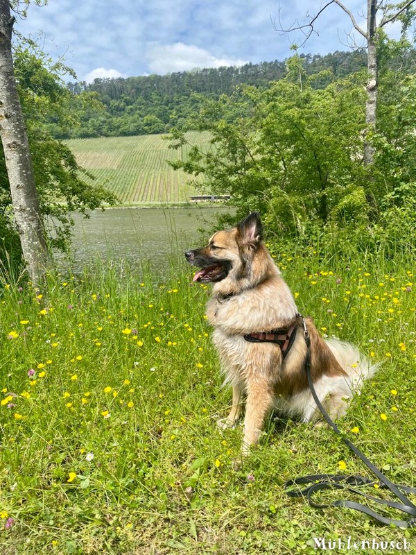 Carlo am Moselufer