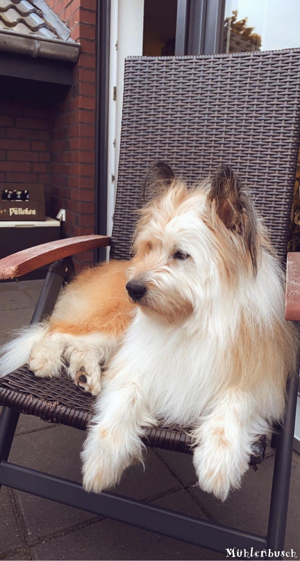 Hugo entspannt auf der Terrasse