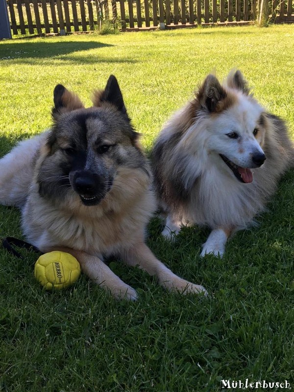 Jenna und Dooley sind ein richtig tolles Team