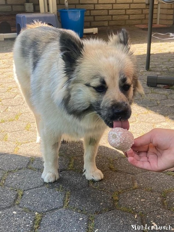 Leni erfrischt sich an einem Hunde-Eis