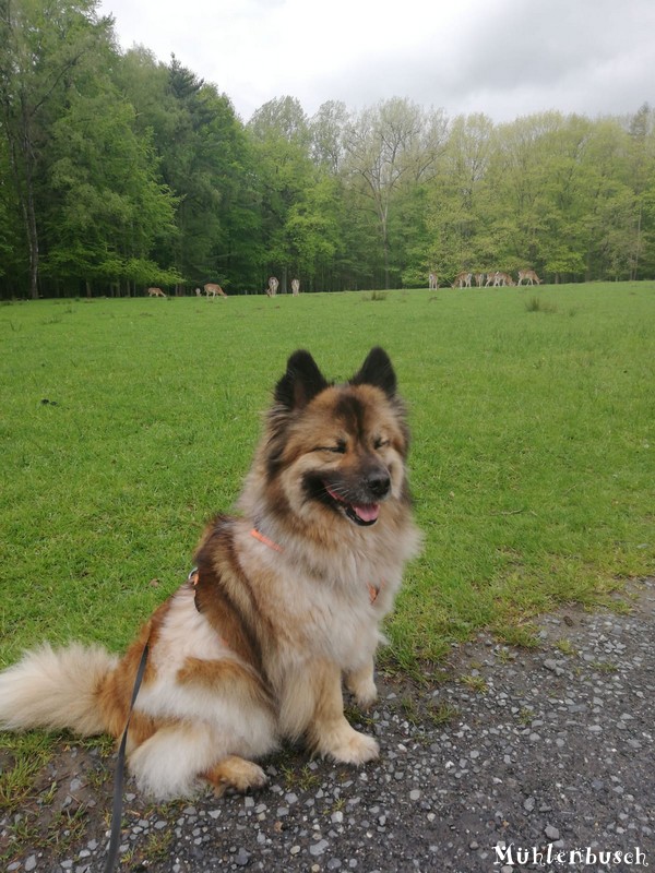 Smudo im Wildpark bei Dülmen