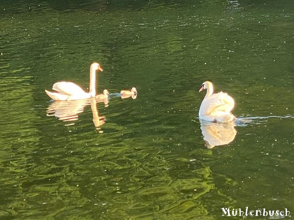 Funny und die Schwan Familie