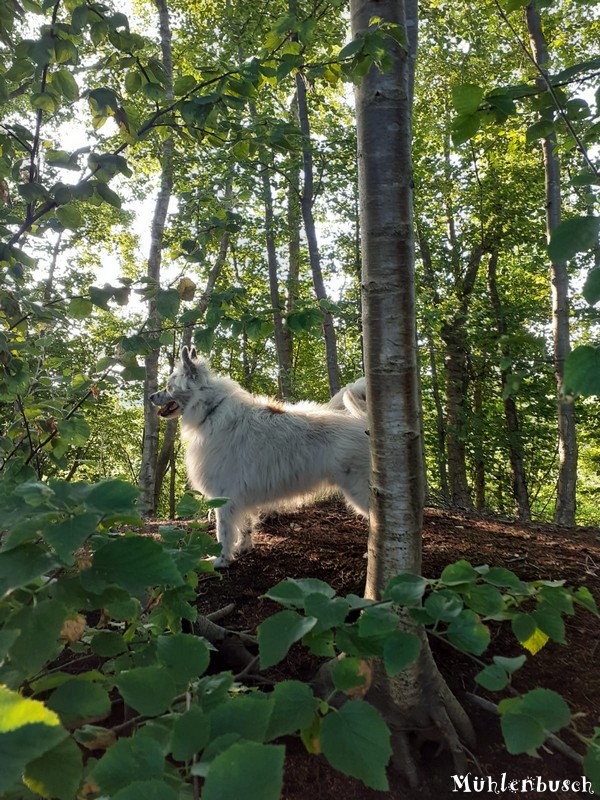 Milou im Birkenwald