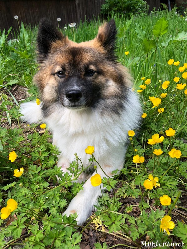 Gretchen auf der Wiese