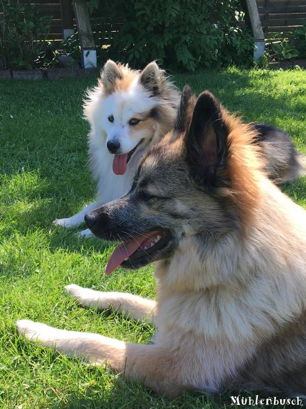 Dooley und Jenna genießen den Sommer