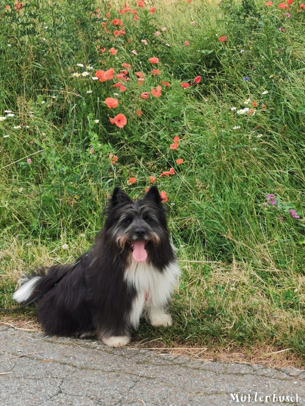 Osito sendet liebe Grüße