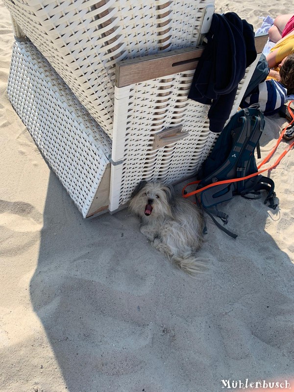 Elsa genießt die Familienzeit auf Sylt