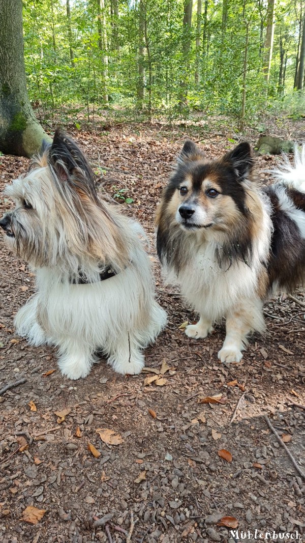 Inu und Finja im Remscheider Wald