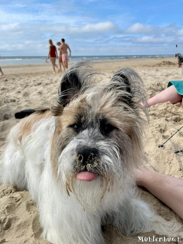 Nala im Strandurlaub