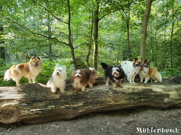 Gruppenfotos im Mühlenbusch