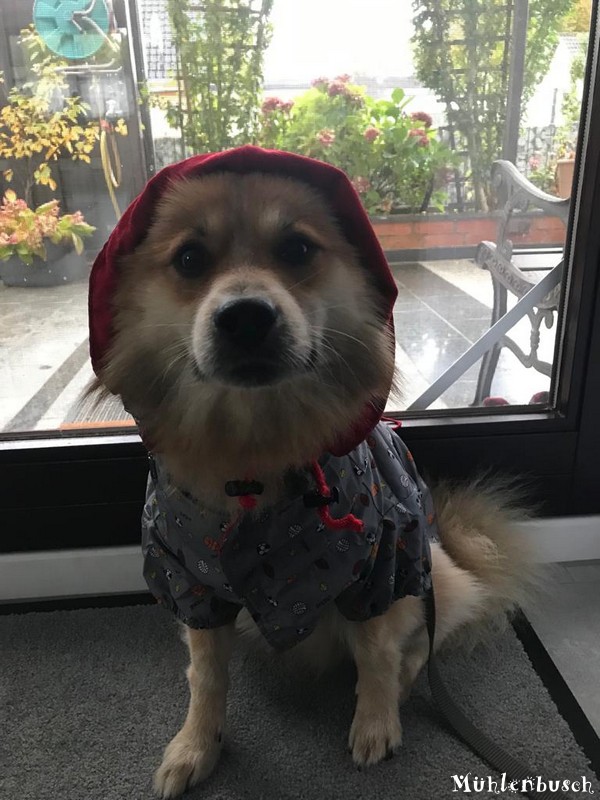 Nico im Regen