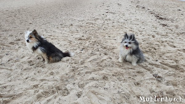 Diego und Luna haben sich am Weidefelder Strand getroffen