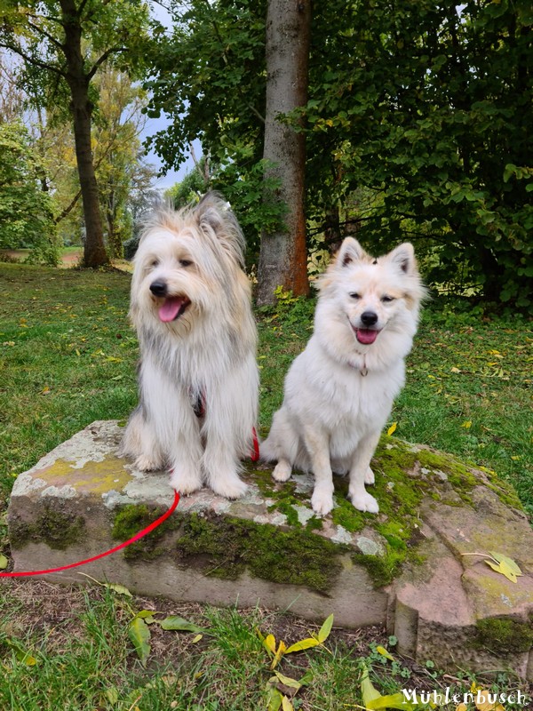 Unser Prinzenpaar Indy und Iffy treffen sich regelmäßig