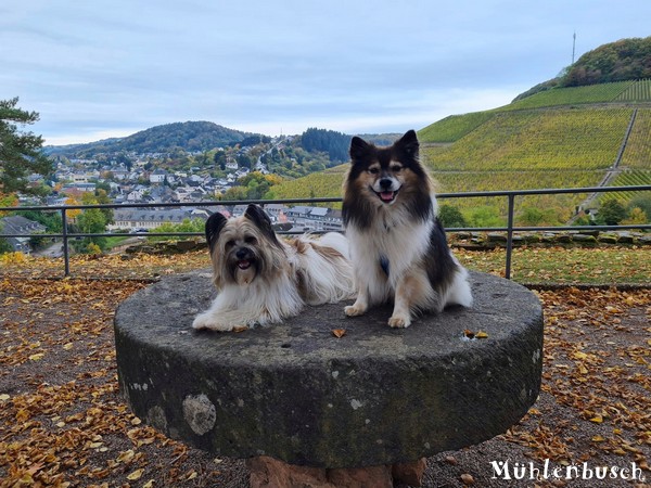 Inu und Finja spazieren durch Saarburg