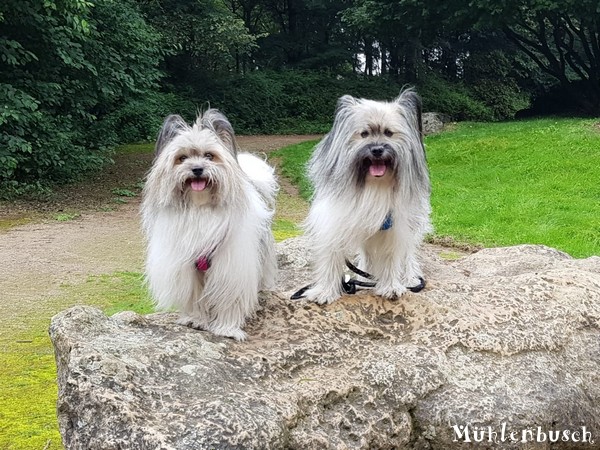 Zara und Iggy lieben die Spaziergänge