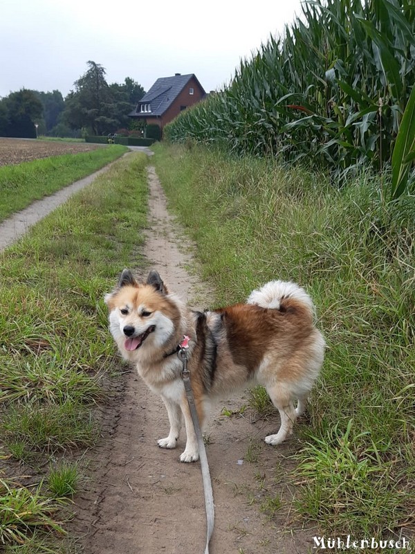 Zora liebt die Spaziergänge auf Feld und Flur