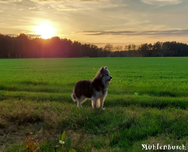 Kala bei Sonnenuntergang