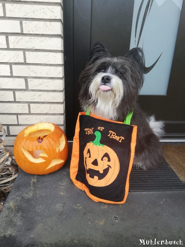 Cindy war gut gerüstet für Halloween