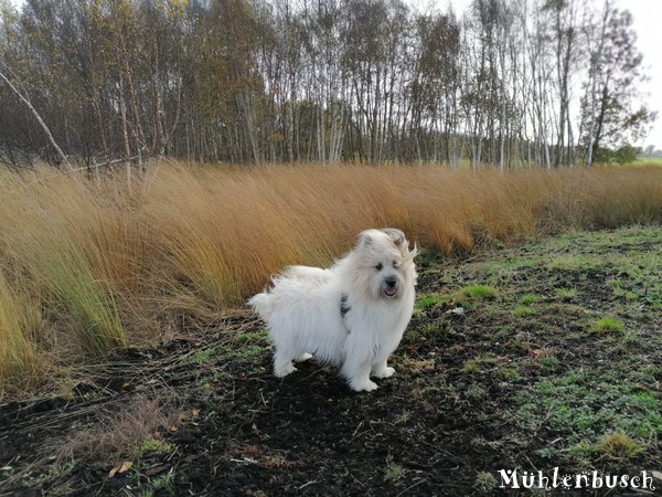 Ein Oskar im Herbst