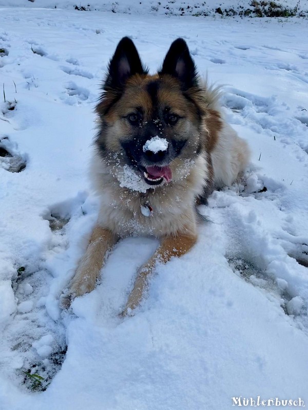 Carlo liebt den Schnee