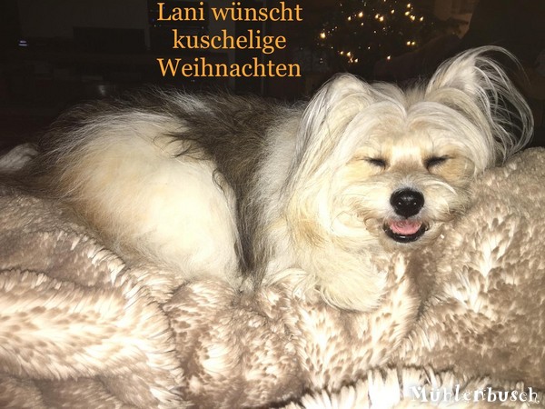 Mb-Weihnachten-2020-12-009