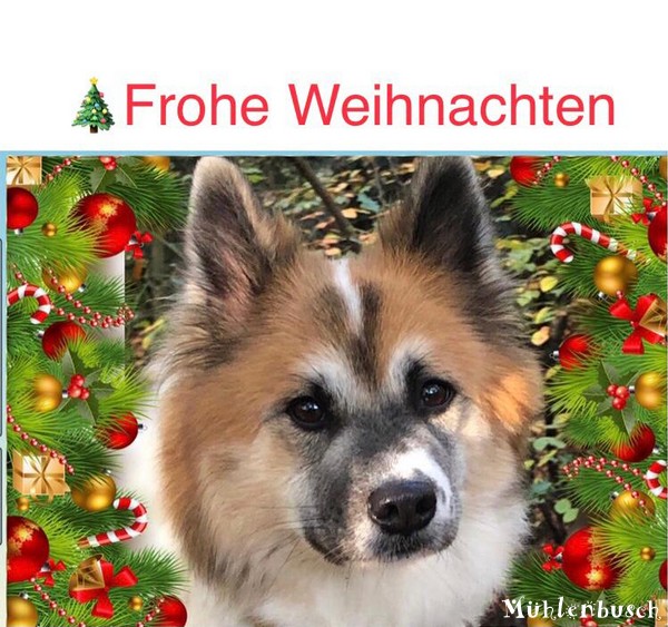 Mb-Weihnachten-2020-12-028