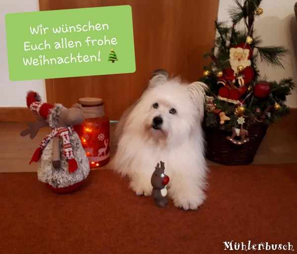 Mb-Weihnachten-2020-12-029