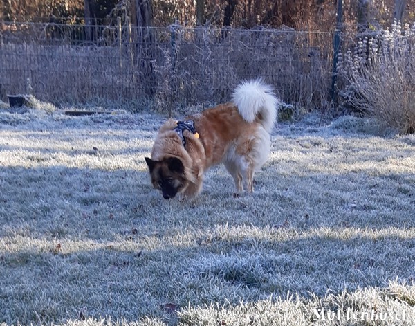 Happy genießt das trocken kalte Wetter und wünscht Frohe Weihnachtstage