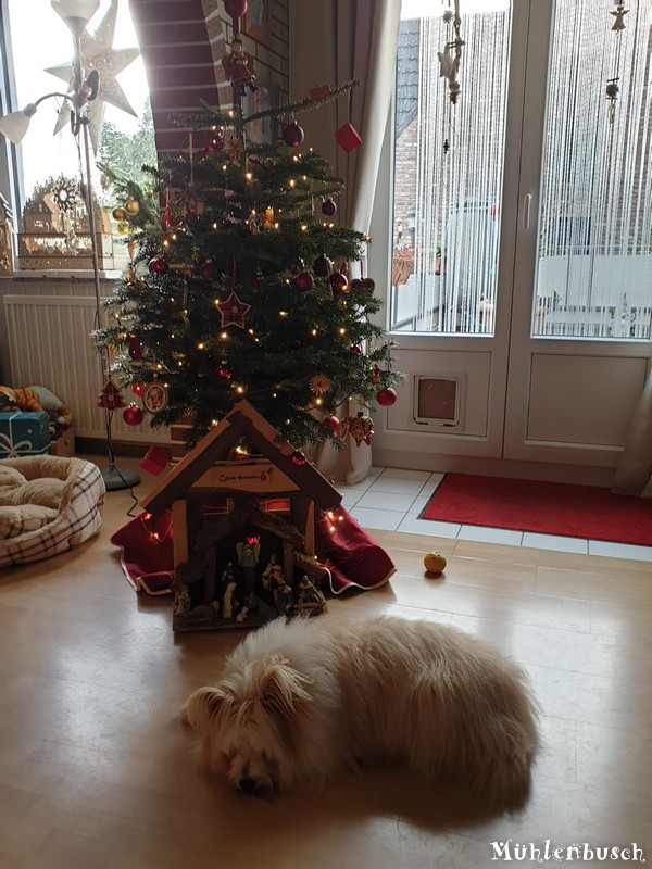 Daisy und der Weihnachtsbaum