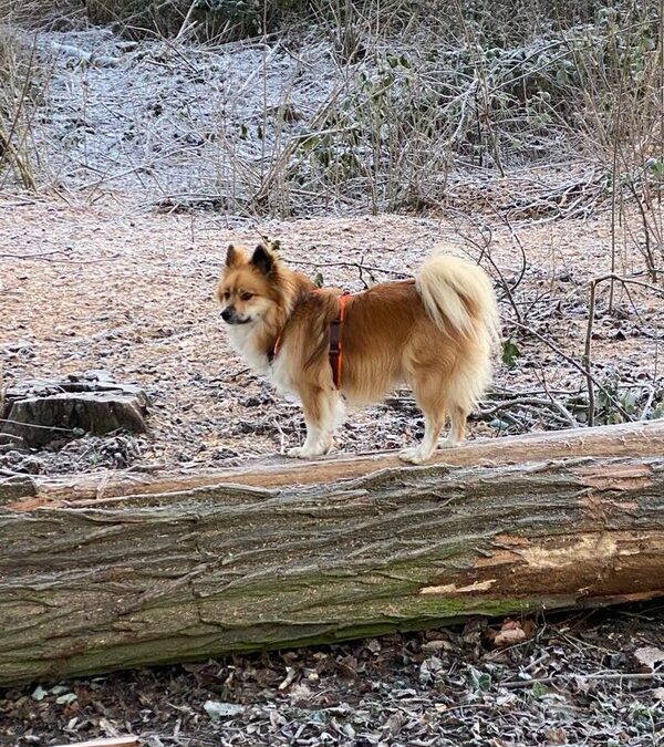 Funny Weihnachtsspaziergang