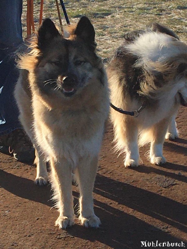 Jenna im Wind auf Fehmarn