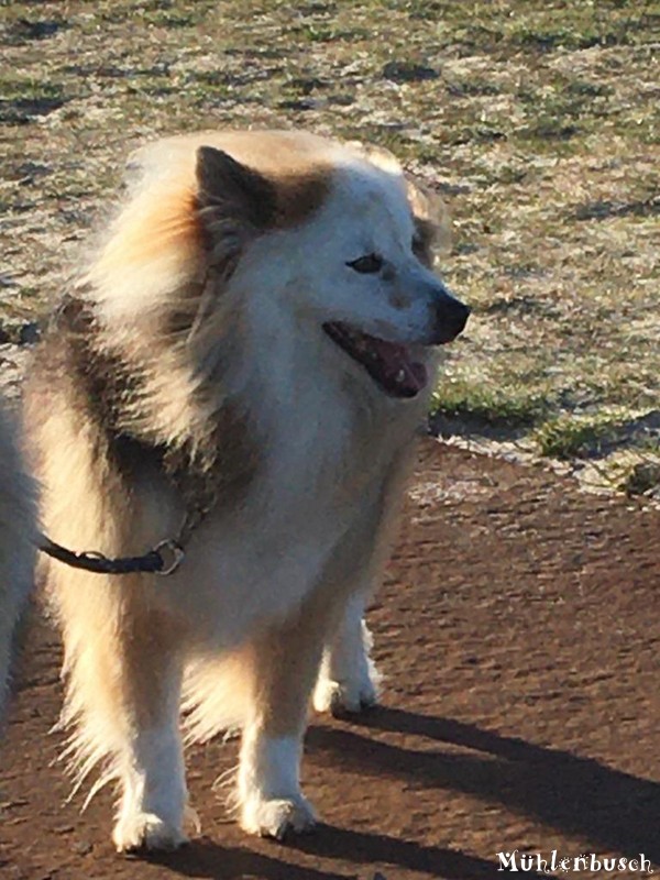 Dooley im Wind auf Fehmarn