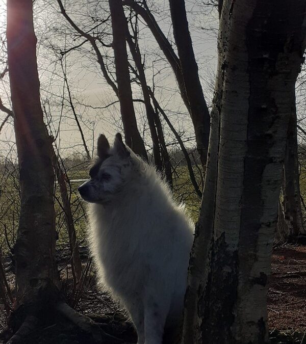 Milou, der König des Waldes