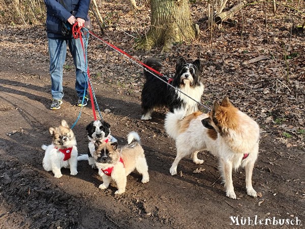 Maya, Nessaja und Nala im Mühlenbusch