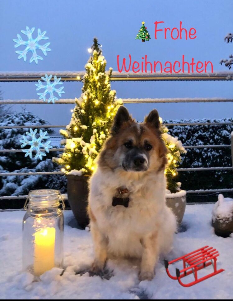 Weihnachtshunde - Zuchtstätte vom Mühlenbusch - ein alltagstauglicher Familienhund aus Elo 